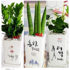 메세지화분 개업,승진,생일축하